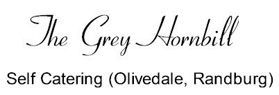 Grey Hornbill